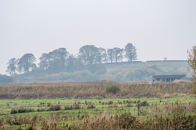 Burton wetlands on a misty day