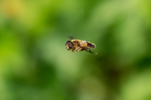 Hoverfly hovering