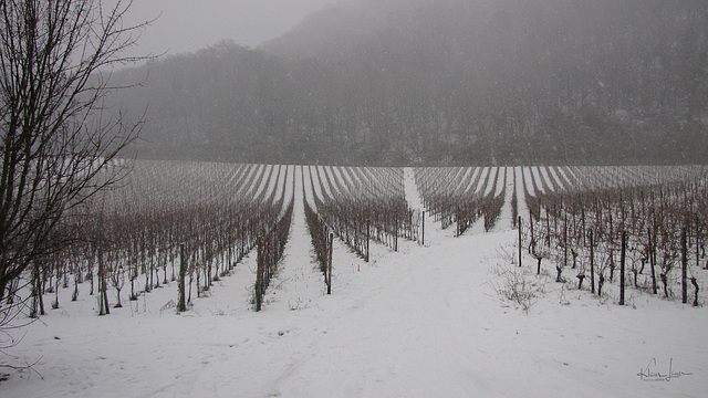 Weinberg im Schnee - 3