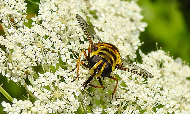 20210727 2079CPw [D~LIP] Totenkopf-Schwebfliege (Myathropa florea), Möhre (Daucus carota), Bad Salzuflen