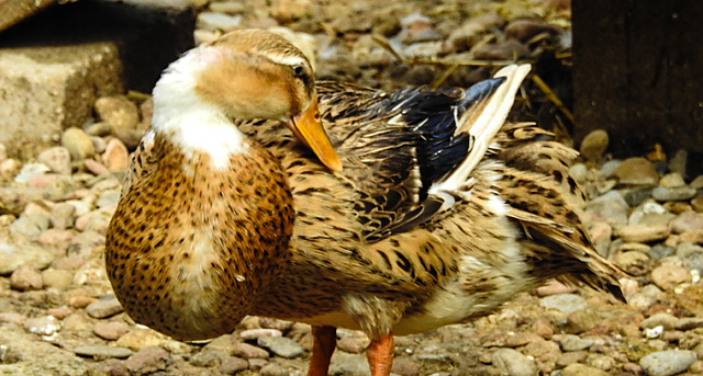 20220422 0555CPw [D~HF] Bahama-Ente (Anas bahamensis) Herford