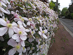 Happy flower fence (1 PiP)