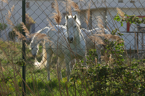 cavallo curioso