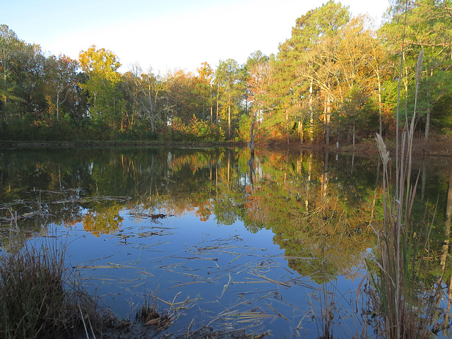 Pond reflections from a different angle