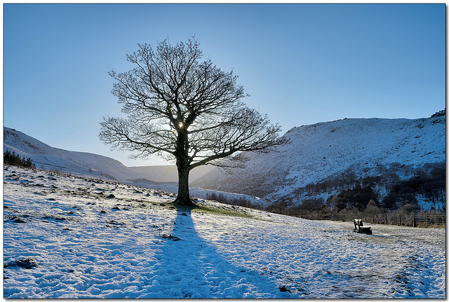 HBM ~ The ‘One Tree’ in winter