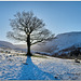 HBM ~ The ‘One Tree’ in winter