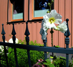 Stockrose im Vorgarten  h.F.F