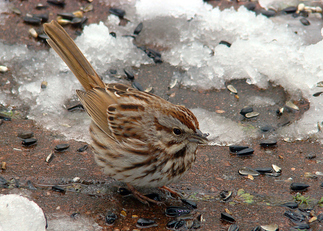 Song Sparrow