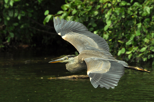 heron flying st bruno 15 august 2015 DSC 5085