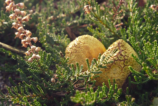 Gele aardappelbovist