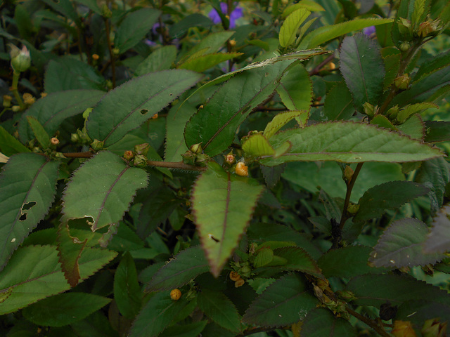 DSCN5310 - guanxuma ou barrela Sida planicaulis, Malvaceae