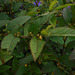 DSCN5310 - guanxuma ou barrela Sida planicaulis, Malvaceae