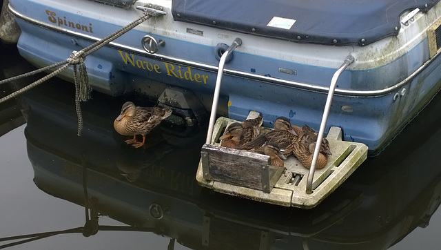 Duck shelf