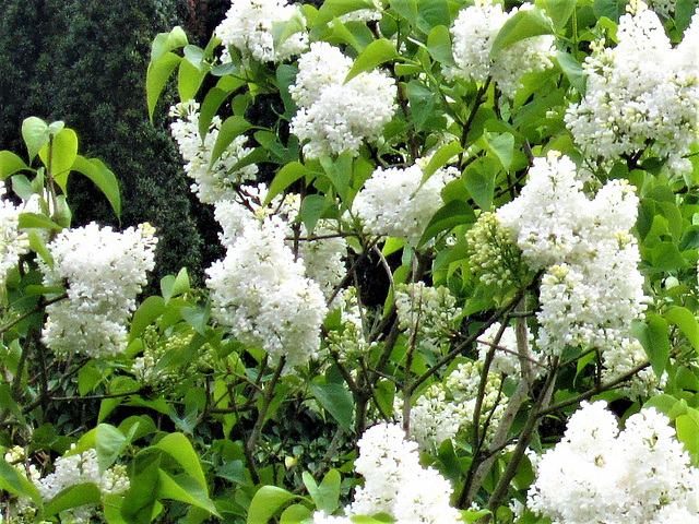 The scent of the white lilac is amazing