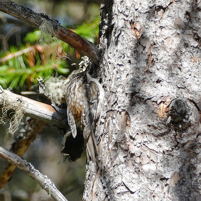 Day 11, Brown Creeper, Tadoussac local walk