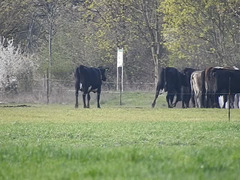 20190410 4707CP~V [D~PM] Rinder, Netzener See, Netzen, Kloster Lehnin