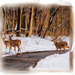 Deer Crossing in the Snow