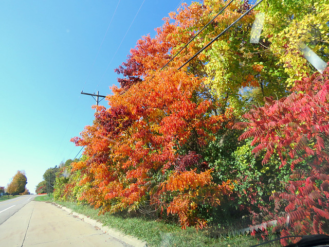 Sassafras trees along the road I drove today.