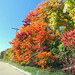 Sassafras trees along the road I drove today.