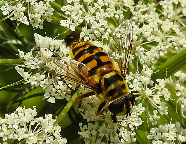 20210727 2080CPw [D~LIP] Totenkopf-Schwebfliege (Myathropa florea), Möhre (Daucus carota), Bad Salzuflen