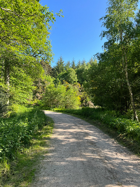 An older section of the Culbin Forest