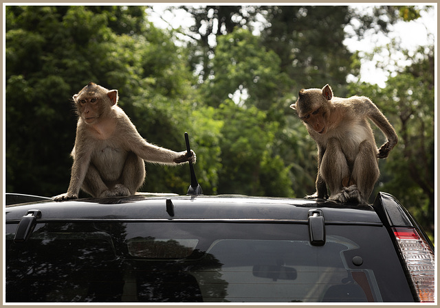 Apes near Bakong Temples