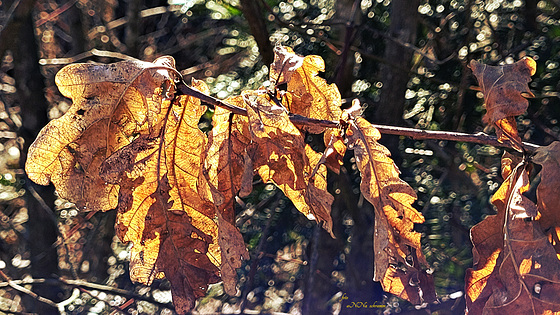 Eichblätter vom Herbst im Frühjahr