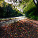 Autumn on the canal (2 of 2).