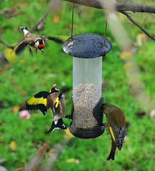 Goldfinches and Greenfinch