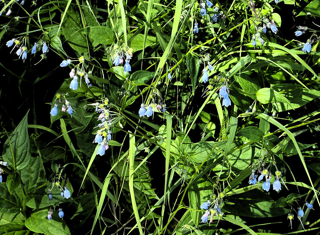 Bluebells