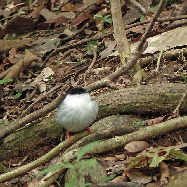 White-bearded Manakin, Asa Wright,Trinidad