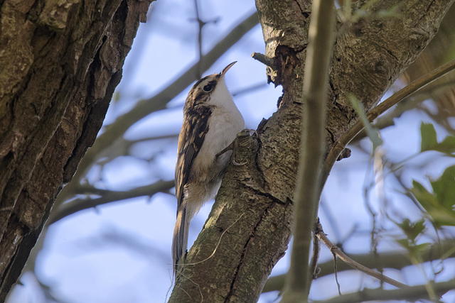 Treecreeper