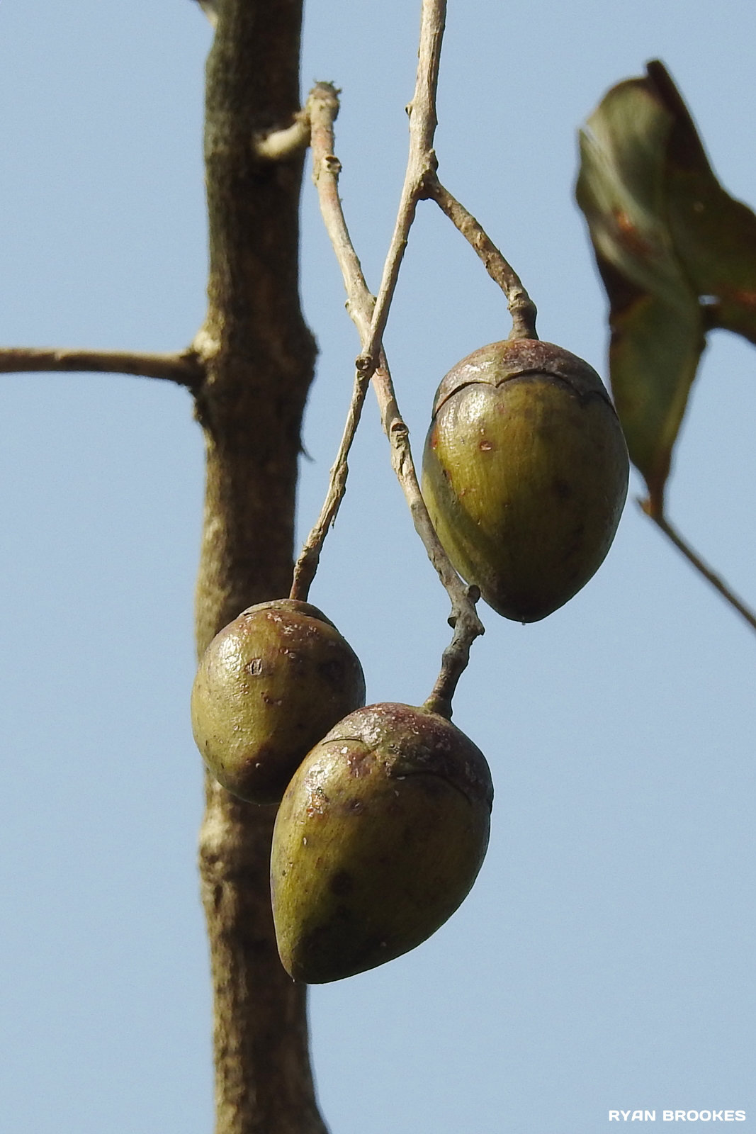 20191208-0267 Lagerstroemia microcarpa Wight