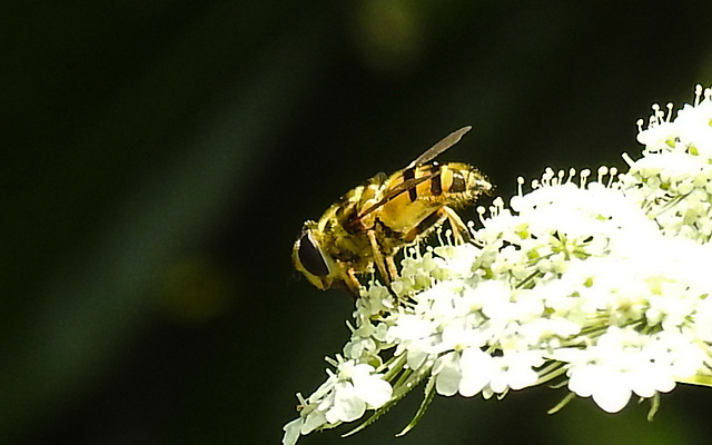 20210727 2081CPw [D~LIP] Totenkopf-Schwebfliege (Myathropa florea), Möhre (Daucus carota), Bad Salzuflen