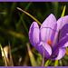 Crocus sativus (+1PiP)
