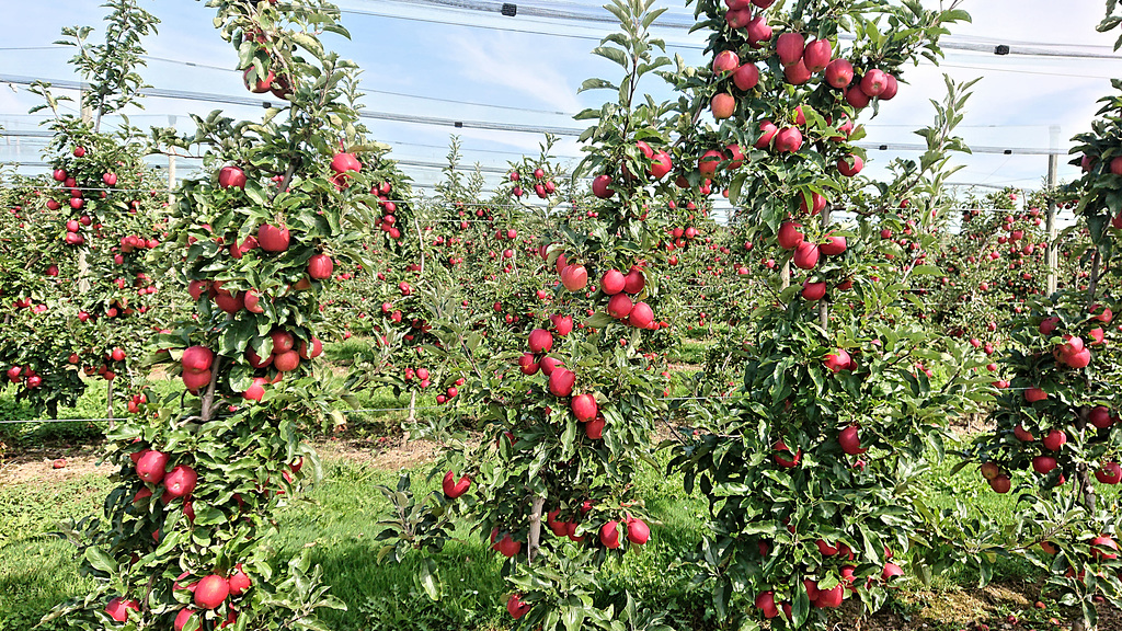 Äpfel aus der Bodenseeregion