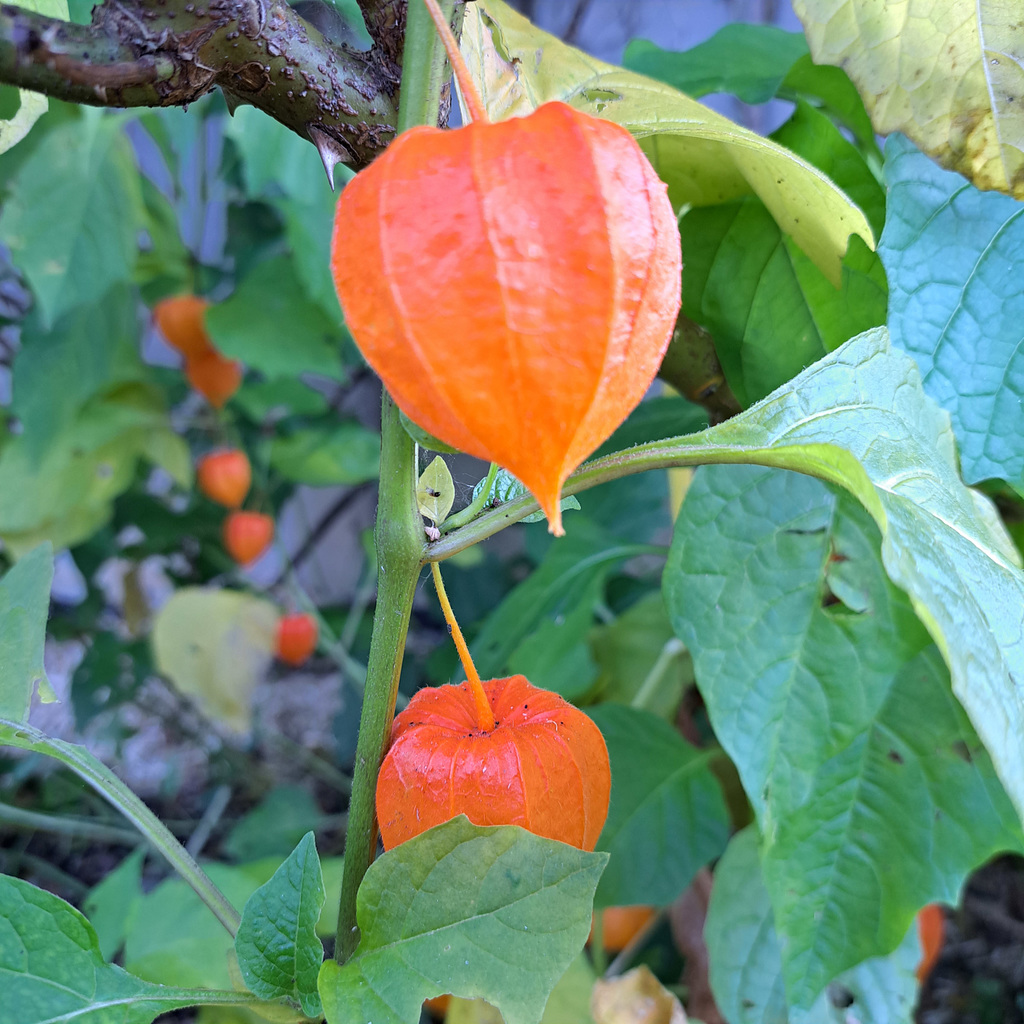 Lampionblume (Physalis alkekengi)