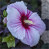 Hibiscus moscheutos