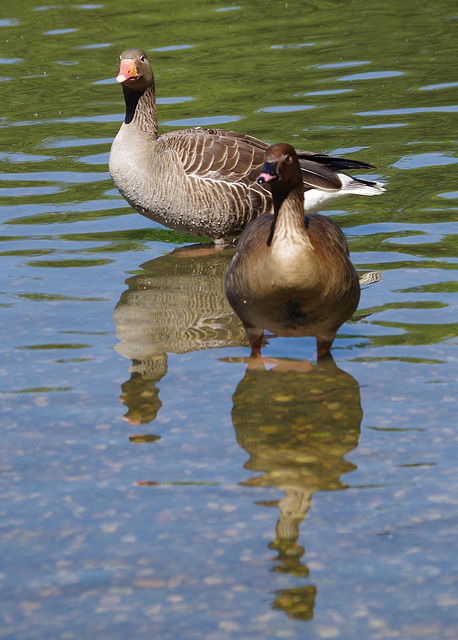 parc des oiseaux - Villars les Dombes