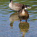 parc des oiseaux - Villars les Dombes