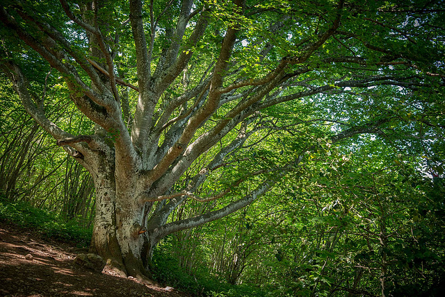 L'arbre à palabres