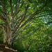 L'arbre à palabres