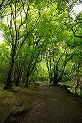 Near Killarney, Ireland