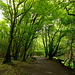 Near Killarney, Ireland