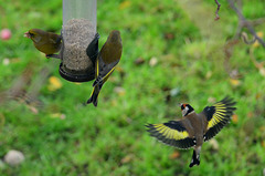 Greenfinches and Goldfinch