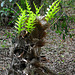 20130605-5984 Drynaria quercifolia (L.) J. Sm.