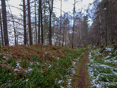 Track through the Ben Aigan Forest - part of hte speyside Way between Boat o Brig and Craigellachie