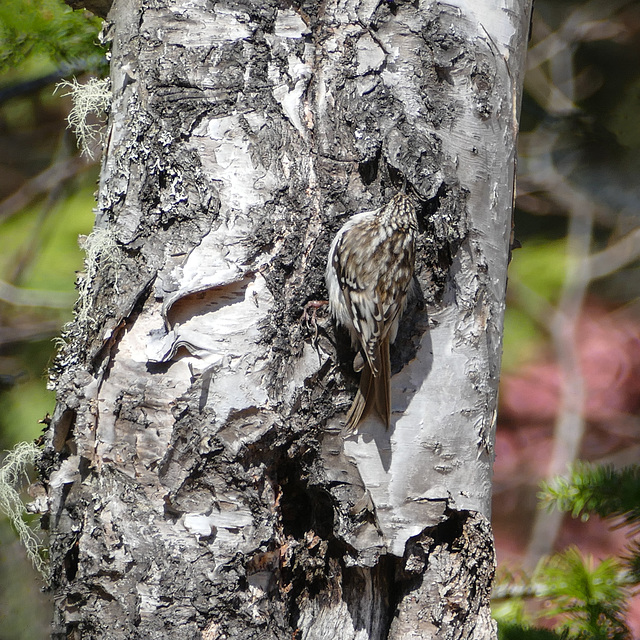 Day 11, Brown Creeper, Tadoussac local walk