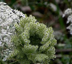 Carota Rose