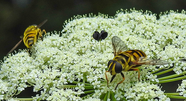 20210727 2086CPw [D~LIP] Totenkopf-Schwebfliege (Myathropa florea), Möhre (Daucus carota), Bad Salzuflen